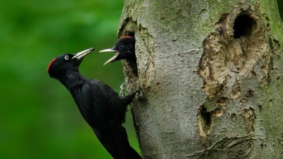 Conversation on conservation