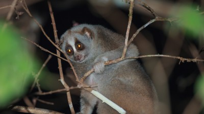 Protecting the Slender Loris